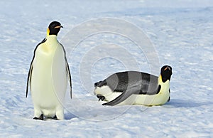 Two Emperor Penguins on the snow