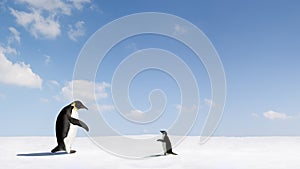 Two Emperor Penguins on snow