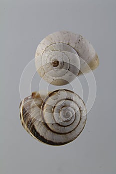 Two empty snail shells, dextrorotatory shell