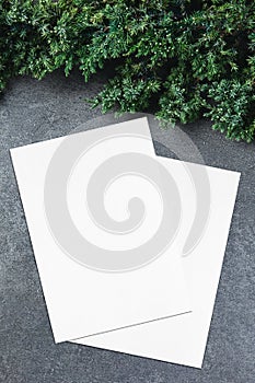 Two empty white rectangle poster or card mockups with border of fluffy green fir branches