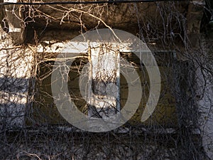 Two empty windows of ruined house with dry ivy front view