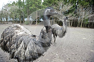 Two emu birds, flightless type