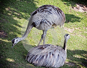 Two emu birds on the grass (Dromaius novaehollandiae)