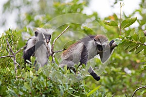Two Endangered red colobus monkeys Piliocolobus kirkii Jozani rainforest Zanzibar