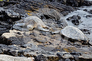 Two endangered sea turtles sleeping on a rocky tropical shoreline