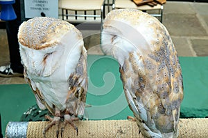 Two English Barn Owls /Tytonidae on perch