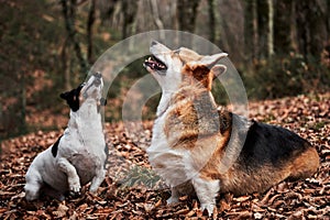 Two English breeds of dogs are hunting and herding. Black and white smooth haired Jack Russell Terrier and charming young Welsh