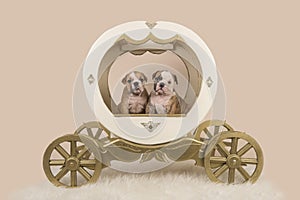 Two english bulldog puppies in a carriage on a sand colored background photo