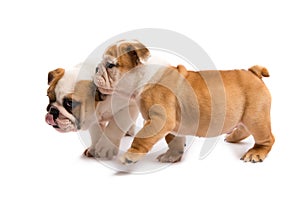 Two English bulldog puppies playing in front of a white background