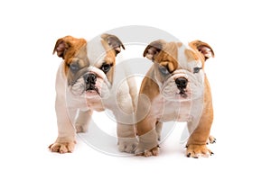 Two English bulldog puppies playing in front of a white background