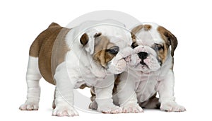 Two english bulldog puppy in front of white background