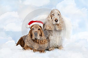 Two english cocker spaniel dog on christmas