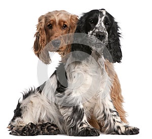 Two English Cocker Spaniels, 2 years old