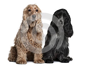 Two English Cocker Spaniels, sitting