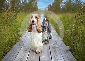 Two English Cocker spaniels are sitting on a wooden path that goes into the distance