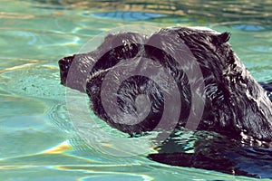 Two English Cocker Spaniels swimming