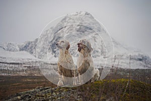 Two english setter dogs sitting in the wide open landscape of northern norway