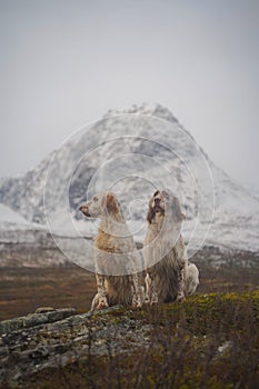 Two english setter dogs sitting in the wide open landscape of northern norway
