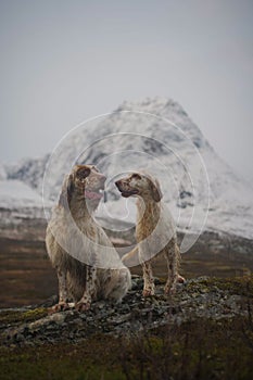 Two english setter dogs sitting in the wide open landscape of northern norway