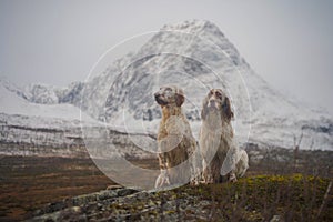 Two english setter dogs sitting in the wide open landscape of northern norway