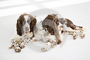 Two English Springer Spaniels