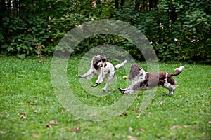 Two English Springer Spaniels Dogs Running and Playing on the grass. Playing with Tennis Ball.