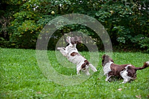 Two English Springer Spaniels Dogs Running and Playing on the grass. Playing with Tennis Ball.