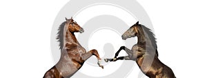 Two english thoroughbred horses fating, isolated on white background