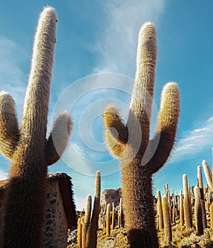 Two enormous cactus in the island of the salar de uyuni