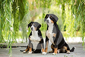 Two Entlebucher Mountain Dog