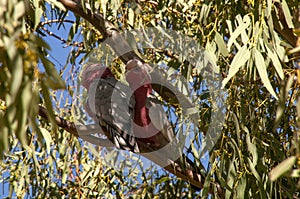 Two Eolophus roseicapilla or galah's perched in a eucalyptus tree