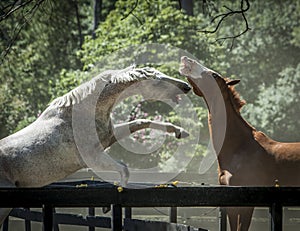 Two equestrian horses fighting