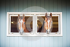 two equine friends in adjacent stable windows