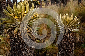 Two Espeletia Plants