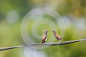 Two Estrildidae sparrows or estrildid finches perched on a power line swaying in the wind