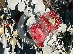 Two eucalyptus macrocarpa blossoms close up in west aust