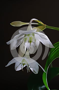 Two eucharis flowers and two unopened buds on dark background close up view