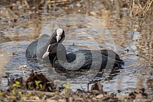 Two Eurasian coot (Fulica atra) swimming and feeding in the water by lake shore