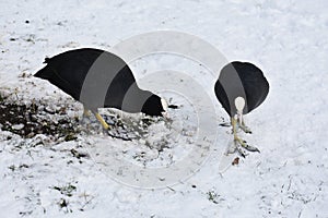 Two Eurasian coots, on snow.