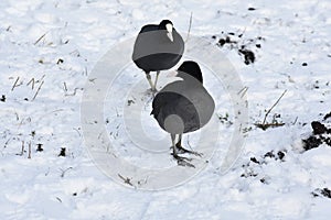 Two Eurasian coots, on snow.