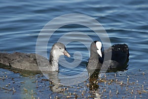 Two Eurasian coots, young and adult, on the lake water