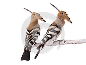 Two Eurasian Hoopoe