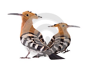 Two eurasian hoopoe