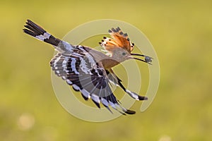 Two Eurasian hoopoe perched on branch with crest