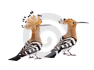 Two Eurasian Hoopoe Upupa epops isolated