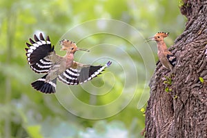 Two Eurasian hoopoes feeding on nesting site