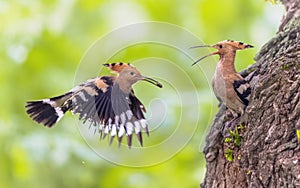 Two Eurasian hoopoes feeding on nesting site