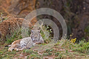 Two eurasian lynxes