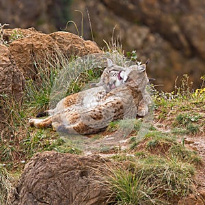 Two eurasian lynxes
