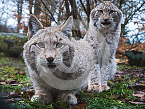 Two Eurasian Lynxes